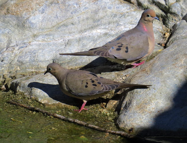 Mourning Dove.jpg